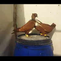 کبوتر شهرستان