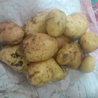 باسلام سیب زمینی درجه یک تمیز مرتب