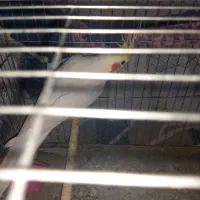 جفت عروس هلندی|پرنده|اهواز, کوی مندلی(سه راه خرمشهر)|دیوار