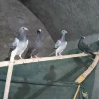 کفتر کیلومتری|پرنده|اردکان, |دیوار