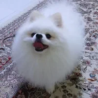 نر موجود برای جفت‌گیری نه فروش