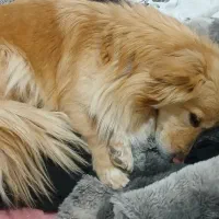 پامرین روباهی