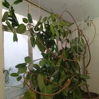 گیاه فیکوس|گل و گیاه طبیعی|کرج, برغان|دیوار