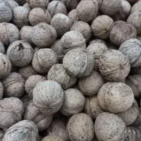 گردو بوانات|خوردنی و آشامیدنی|شیراز, سعدیه جنوبی|دیوار
