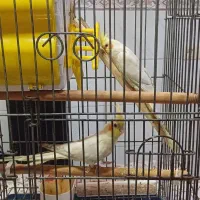 فروش یک جفت طوطی عروس بالغ  نر و ماده|پرنده|بهبهان, |دیوار