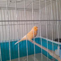 قناری نر قرص قرص