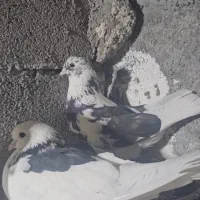 کبوتر|پرنده|تخت, |دیوار