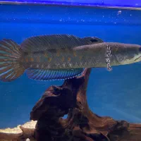 چانا بلو پالچرا|ماهی|کرمان, |دیوار