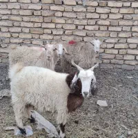 گوسفند کهره