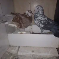 کبوتر جفت خورده نر درشت و کشیده|پرنده|تهران, سلسبیل جنوبی|دیوار