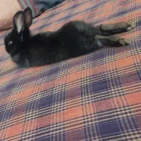 خرگوش نیمه لوپ