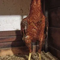 خروس لاری|حیوانات مزرعه|رشت, دیانتی|دیوار