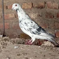 گرفتنی|پرنده|زابل, |دیوار