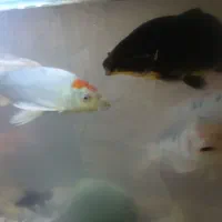 ماهی کوی خیلی درشت