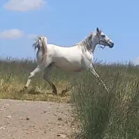 مادیان درهشوری