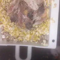 فنچ زبرا|پرنده|مشهد, ویلاشهر|دیوار