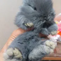 خرگوش لوپ|موش و خرگوش|کرج, حصارک بالا|دیوار