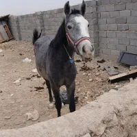 اسب کرد کره ۱۳ماه|اسب و تجهیزات اسب‌سواری|ماهدشت, |دیوار