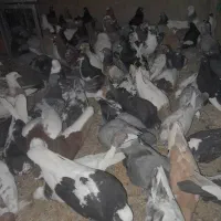 ۱۰۰ عدد کفتر  از همه رنگی  فروش فوری دونی ۱۵۰ به|پرنده|مرودشت, نقش رستم|دیوار