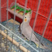 عروس هلندی