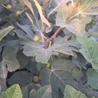 فروش نهال انجیر زعفرانی گلوگاه تضمینی|گل و گیاه طبیعی|گلوگاه, |دیوار