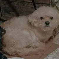 سگ پامرشینزوخانگی نر