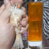 سه عدد ماده فنج انگلیسی