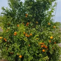 اجاره باغ ثمری انار و مرکبات ۵هکتار