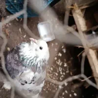 کبوتر فروشی