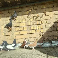 چند تا کفتر شهری سینه سوسنی غره پلاکی