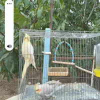 دوتا عروس هلندی باهوش  از جنس سخنگو