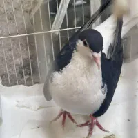 کفتر|پرنده|مشهد, چاهشک|دیوار