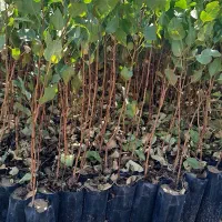 فروش نهال پسته گلدانی