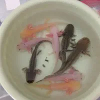 ماهی گوشتخوار