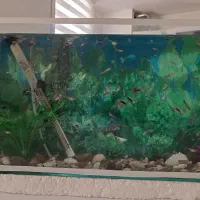 آکواریوم و ماهی