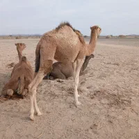 چند نفر شتر|حیوانات مزرعه|لاشار, |دیوار