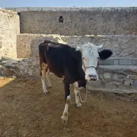 فروش گاو شیرده و ۴ ماه آبستن|حیوانات مزرعه|دهدشت, |دیوار