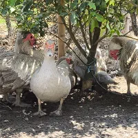 مسکویی نقره ای....بالغ|حیوانات مزرعه|عباسآباد, |دیوار