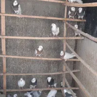 جوجه