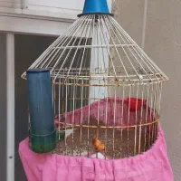 انواع قفس برای تمامی پرنده ها