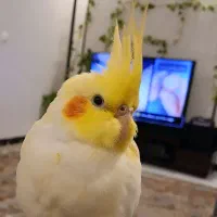عروس هلندی