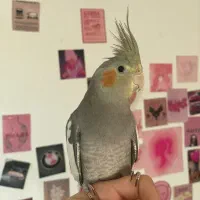 عروس هلندی نر  اروم و باهوش اماده یادگیری