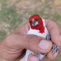 قناری