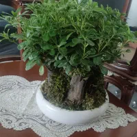 گل بنسای