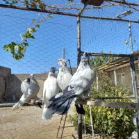 تعدادی کبوتر