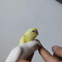 مرغ عشق دستی