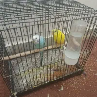 مرغ عشق باقفس و بقیه چیزها