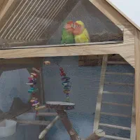 طوطی برزیلی|پرنده|نسیمشهر, |دیوار