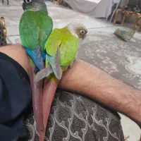 یک جفت گیرینچیک جوان سرحال
