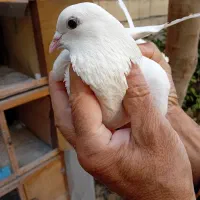 کبوتر اصل یاهو یزدی